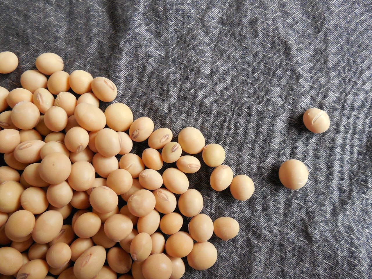 A proteína e demais componentes da soja fazem mal ou bem? A proteína e demais componentes da soja fazem mal ou bem?